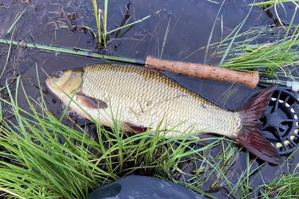 Flifiwoche147_1_11zon_7_11zon