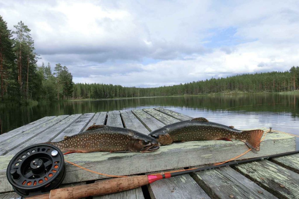 Spinnfliegen-Total191_11_11zon