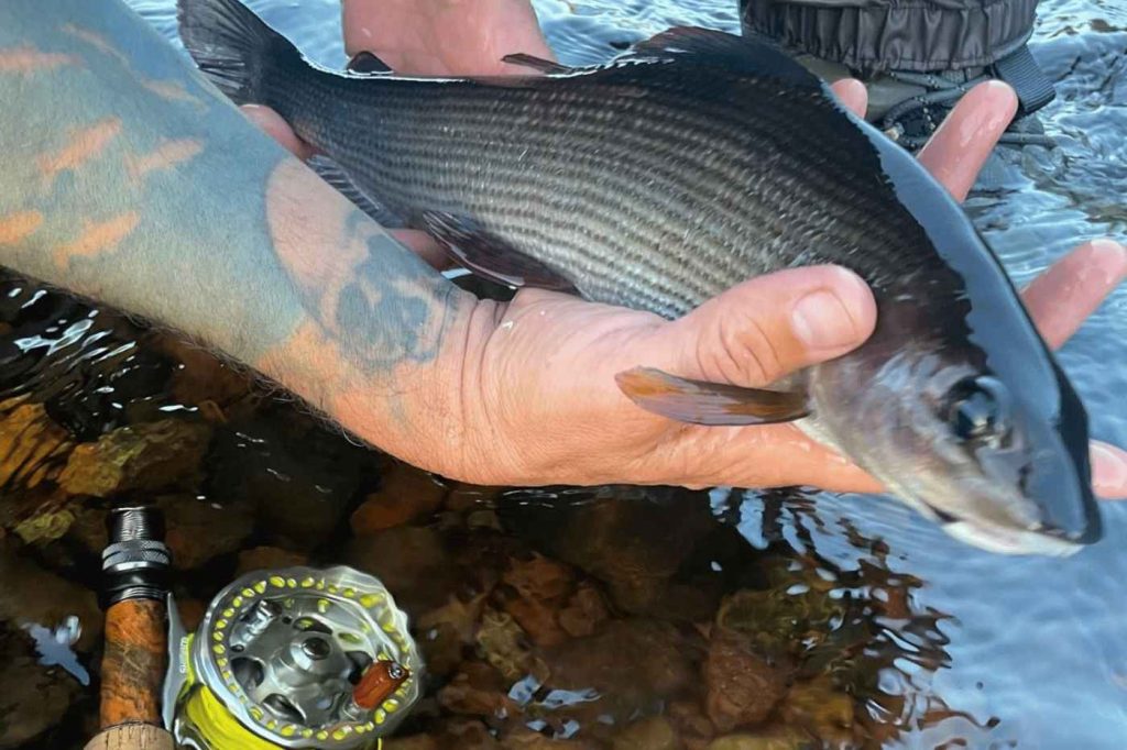 Spinnfliegen-Total_2_11zon