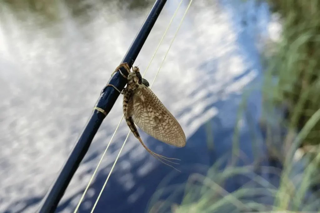 Fliegenfischerkurs-dalarna17