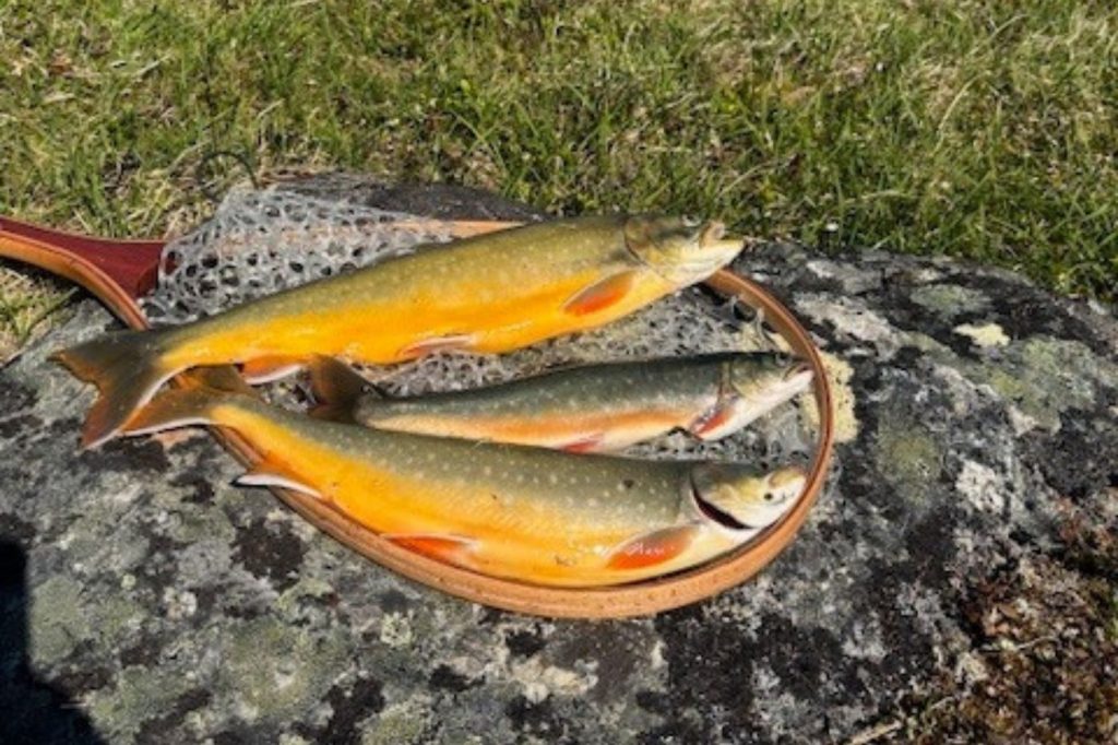 Salmoniden Heli Trip Lappland - Fang 2